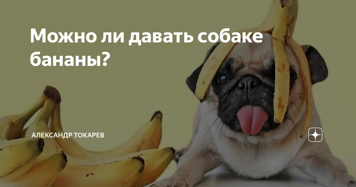 Можно собакам давать бананы