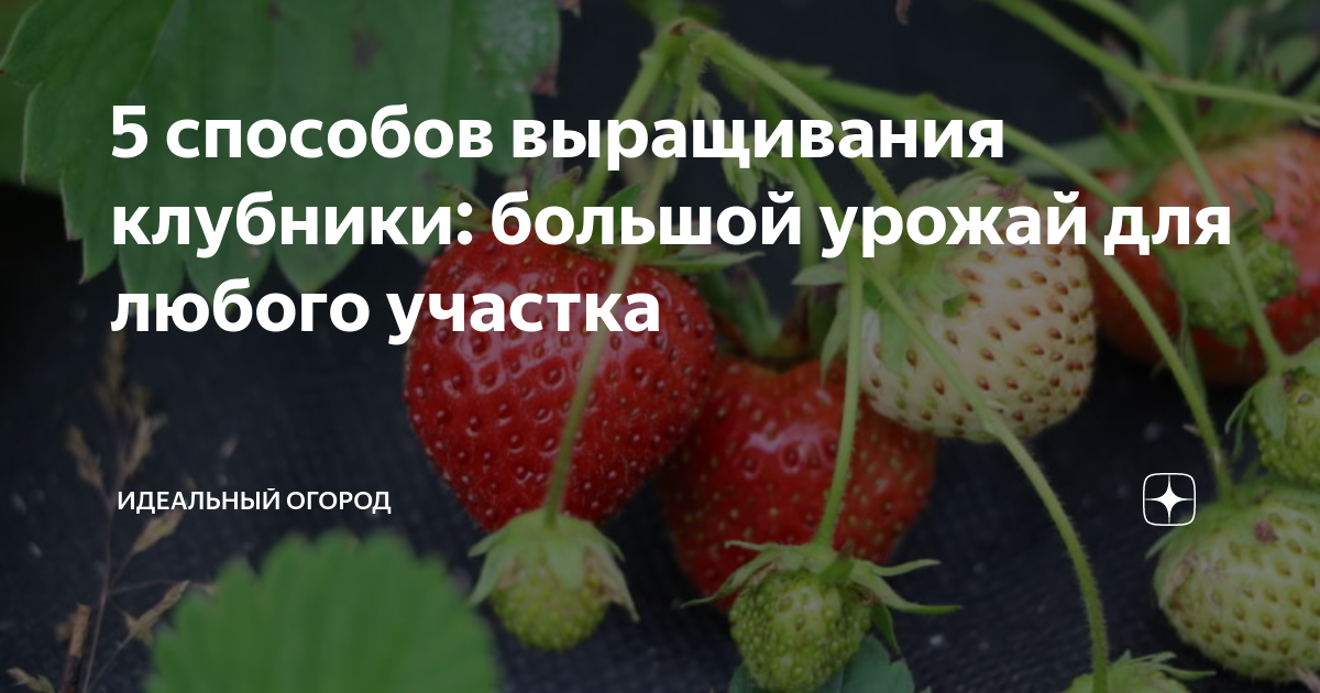 Агротехника выращивания клубники - сорта, способы культивирования и размножения