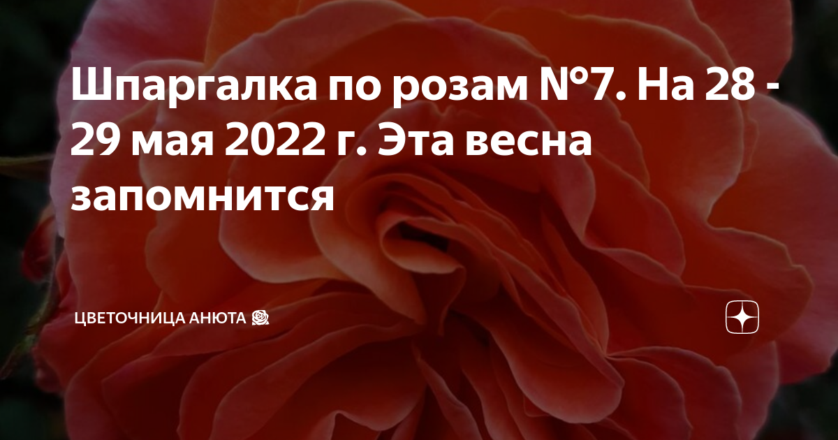 Цветочница Анюта шпаргалки по розам. Цветочница Анюта розы дзен. Цветочница Анюта дзен розы последнее. Цветочница Анюта шпаргалки по розам на май.