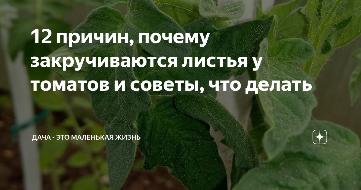 осенний ветер. лист на ветру. выпишите предложение в котором надо поставить 2 запятые. ворох листьев сухих. лист на ветру.
