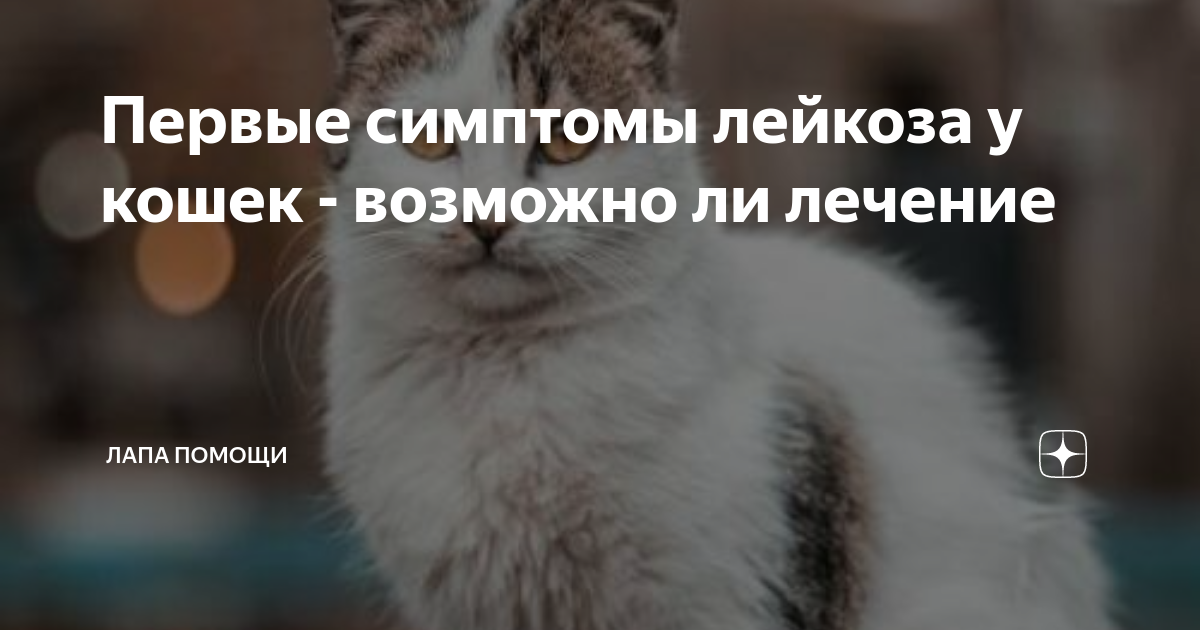 Как выглядит лейкоз у кошек Передается ли вирусная лейкемия кошек собакам фото презентация