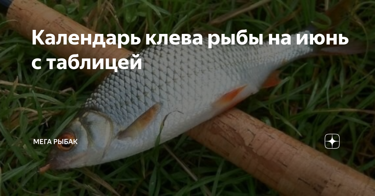 Календарь клева рыбы на июнь с таблицей | Мега Рыбак | Дзен