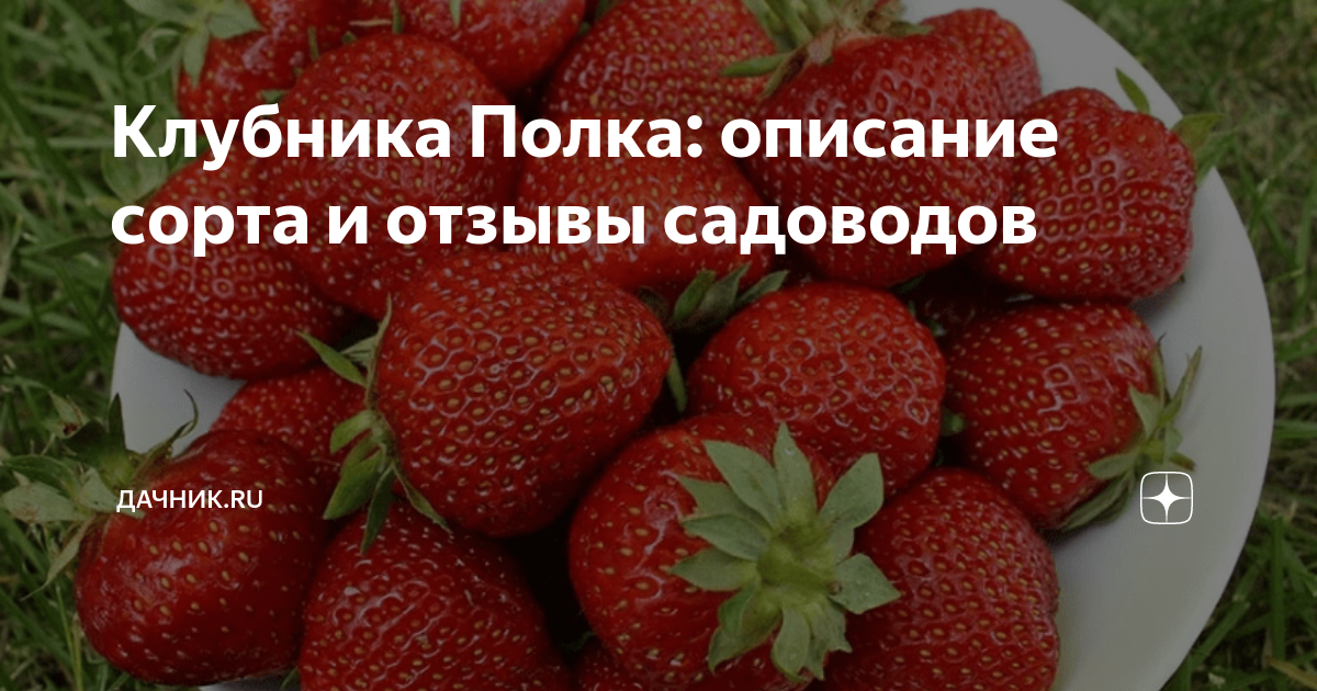 Рассада клубники сорт Полка - купить в Чебоксарах, цена 50 руб., продано 30 апре