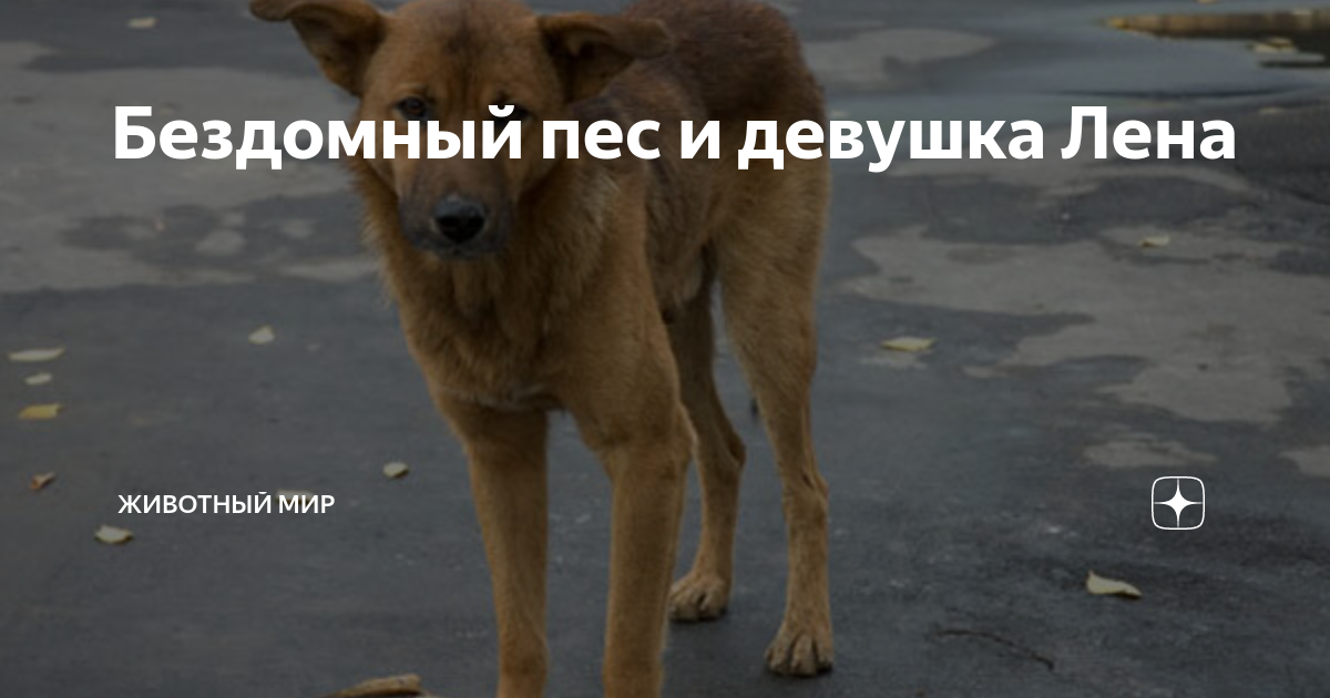 Lisa siberia. Лена животные. Лена животные. Лена животные. Лена животные.