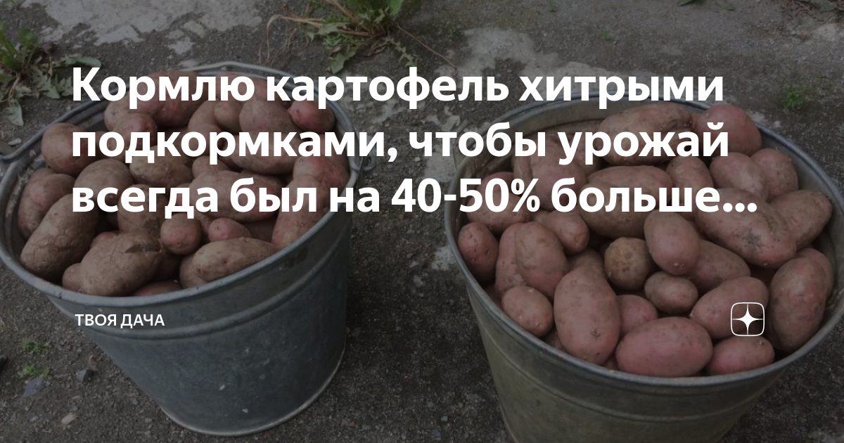 Можно ли кормящей картофель. Здоровая картошка. Хитрая картошка. Хитрожопая картошка