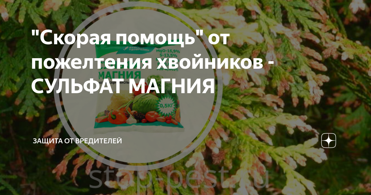 "Скорая помощь" от пожелтения хвойников - СУЛЬФАТ МАГНИЯ | ЗАЩИТА от ...