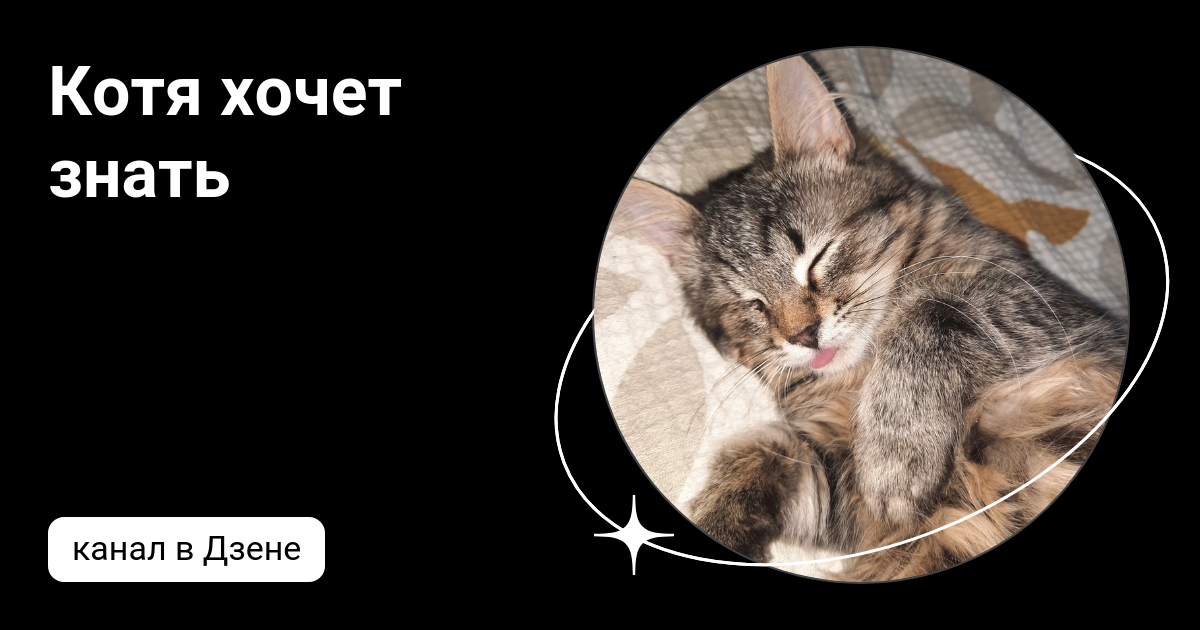 Приколы про буддизм. Лови дзен. Познал дзен. Она знает дзен. Она знает дзен.