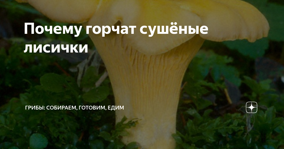 как приготовить грибы лисички чтобы не горчили