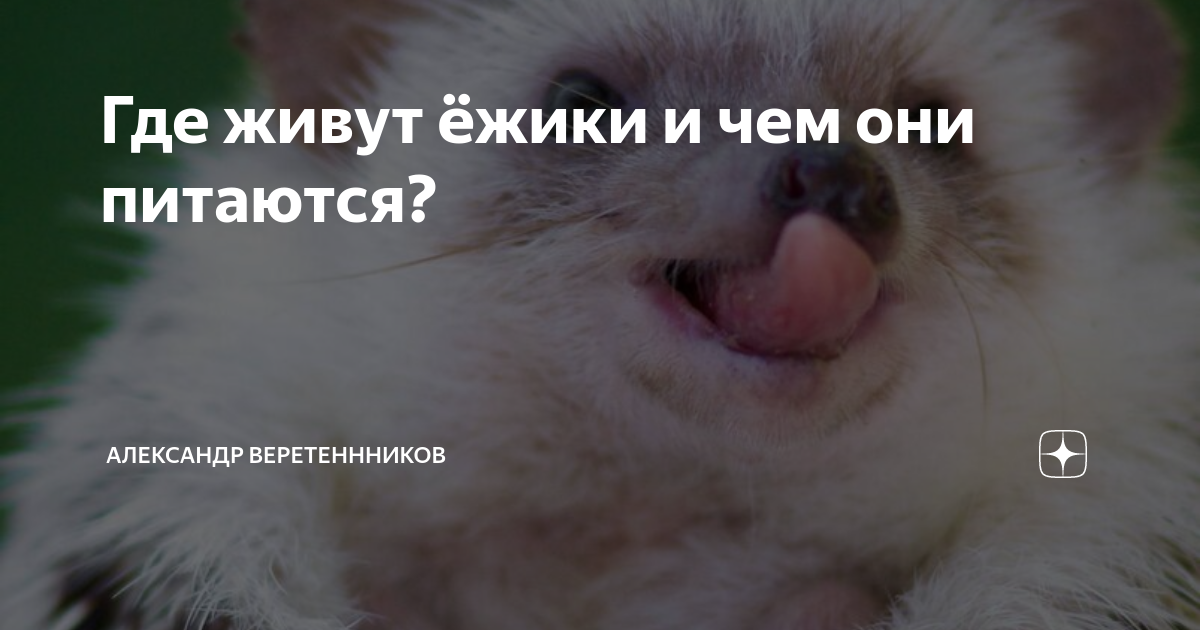 Где живут ёжики и чем они питаются? | Александр Веретеннников | Дзен