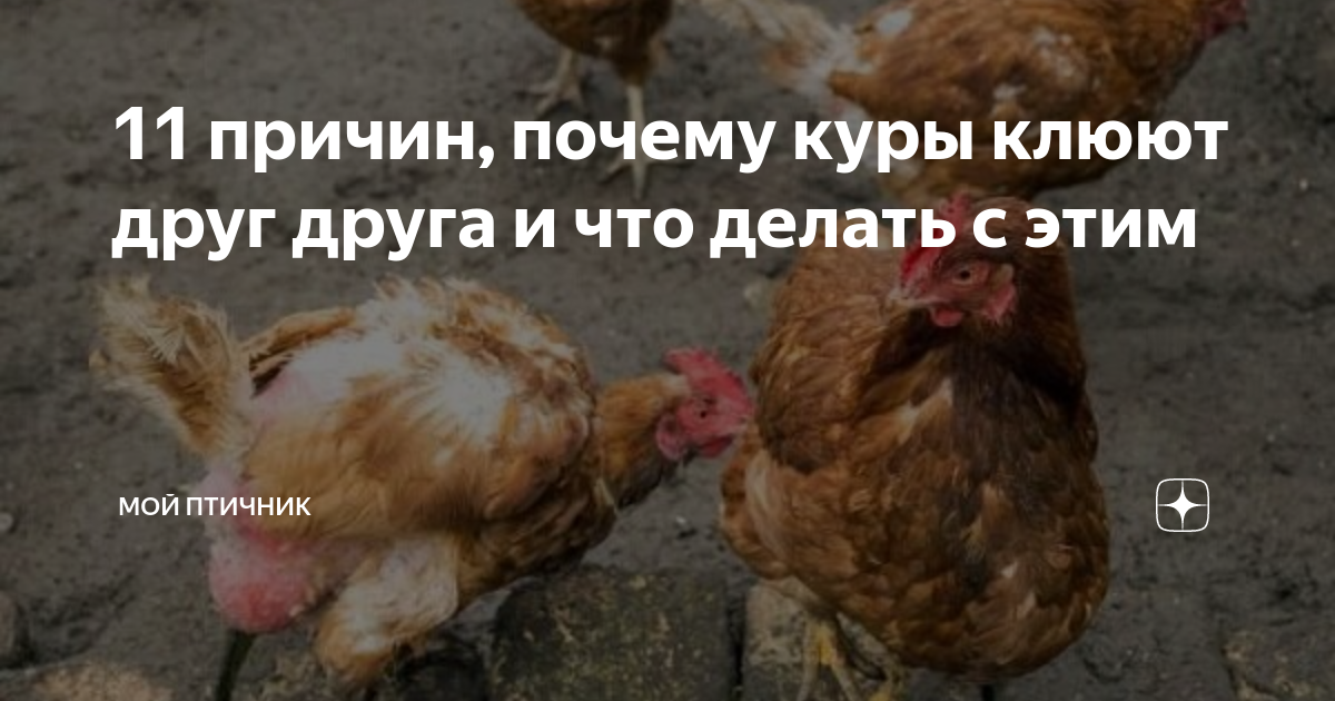 Мир и покой в курятнике – что делать, когда цыплята клюют друг друга