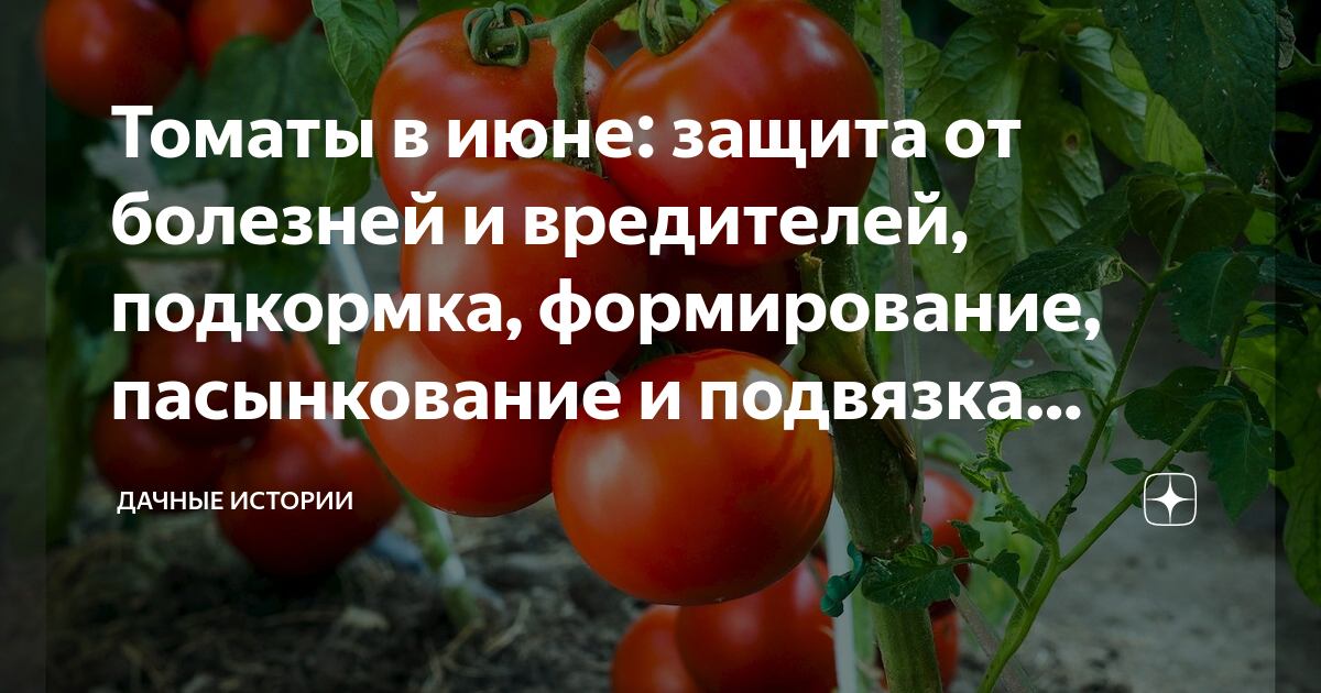 Как обработать семена томатов перекисью. Подкормка томатов перекисью водорода. Можно ли обработать помидоры перекисью водорода.
