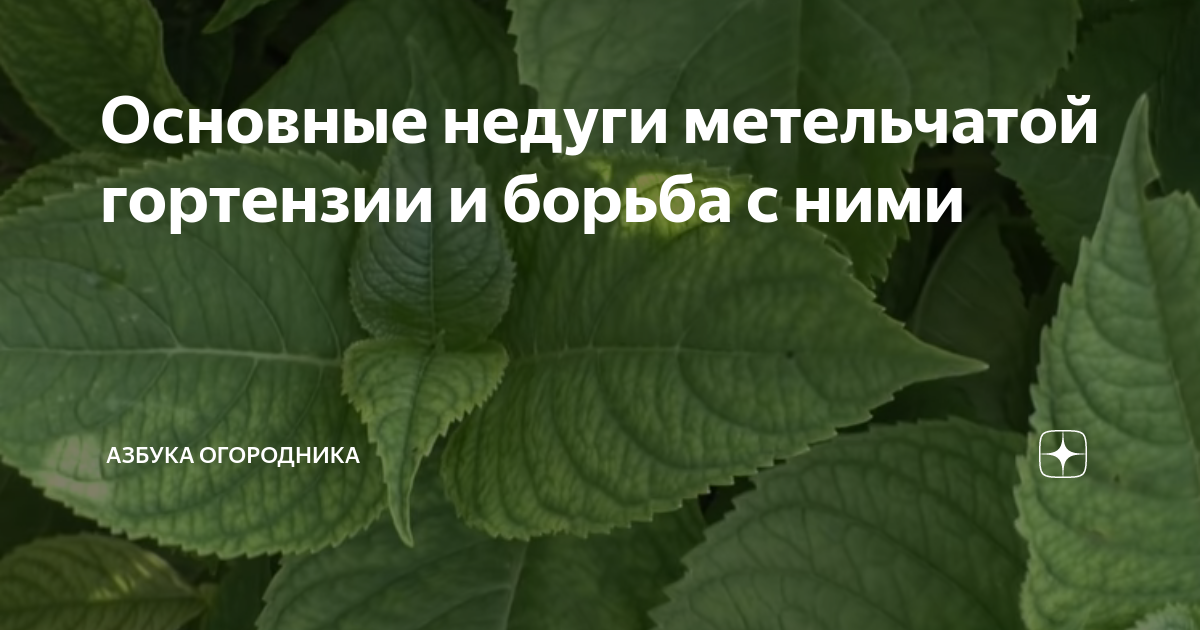 Болезни гортензии метельчатой и борьба с ними фото