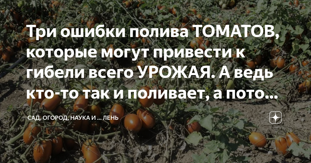 сколько капель йода на ведро воды для полива томатов