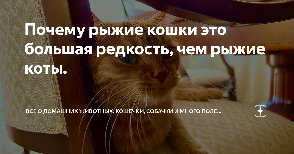 Почему рыжие только коты. Почему рыжие только коты