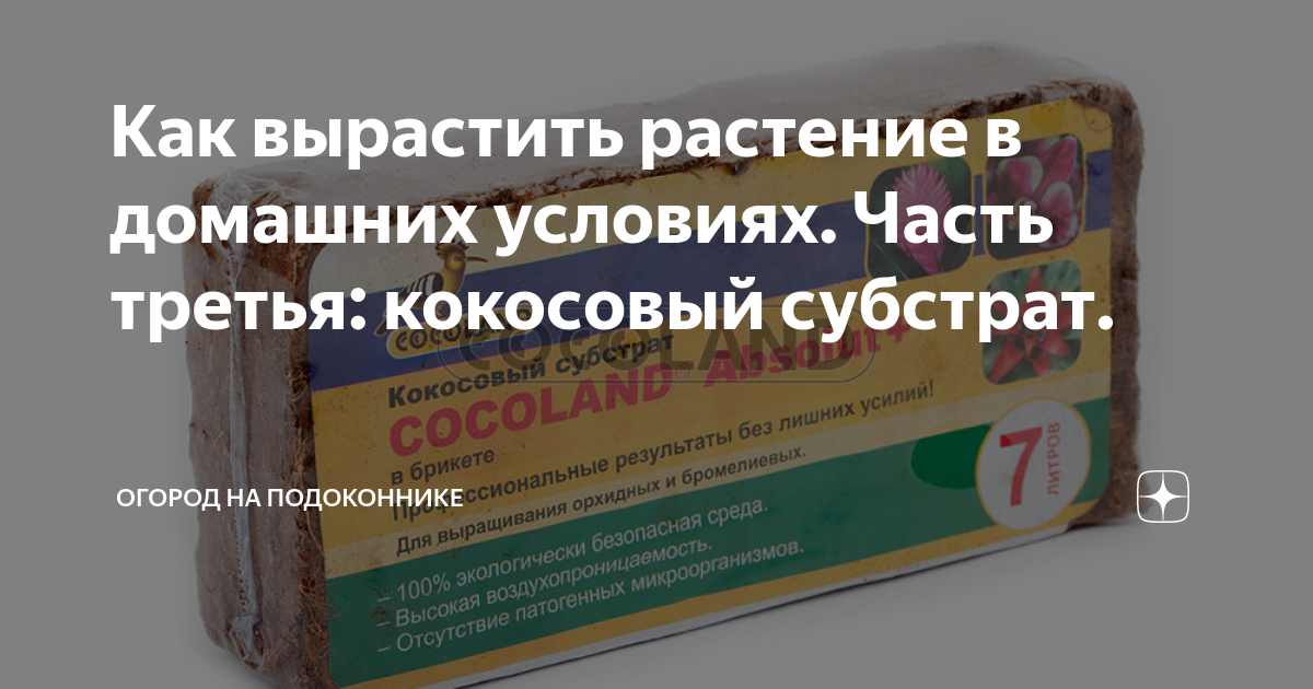 Как вырастить кокос дома: от посадки до ухода