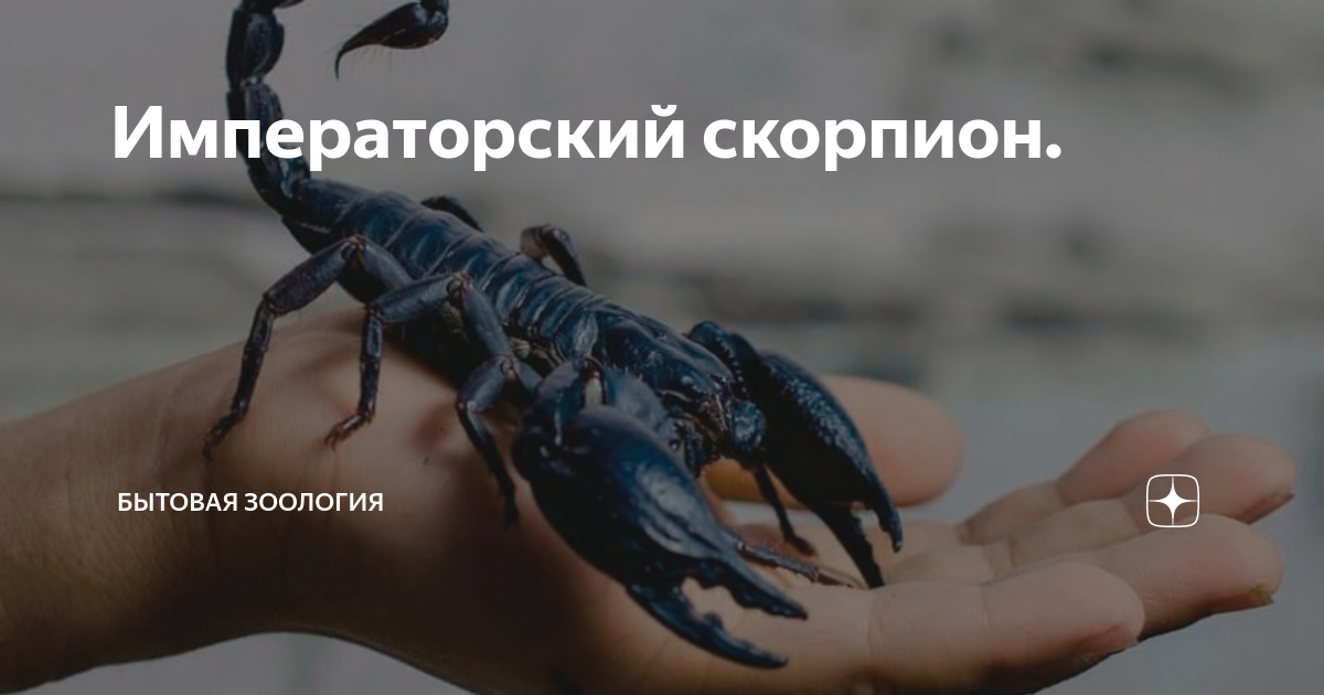 Императорский скорпион. | Бытовая зоология | Дзен