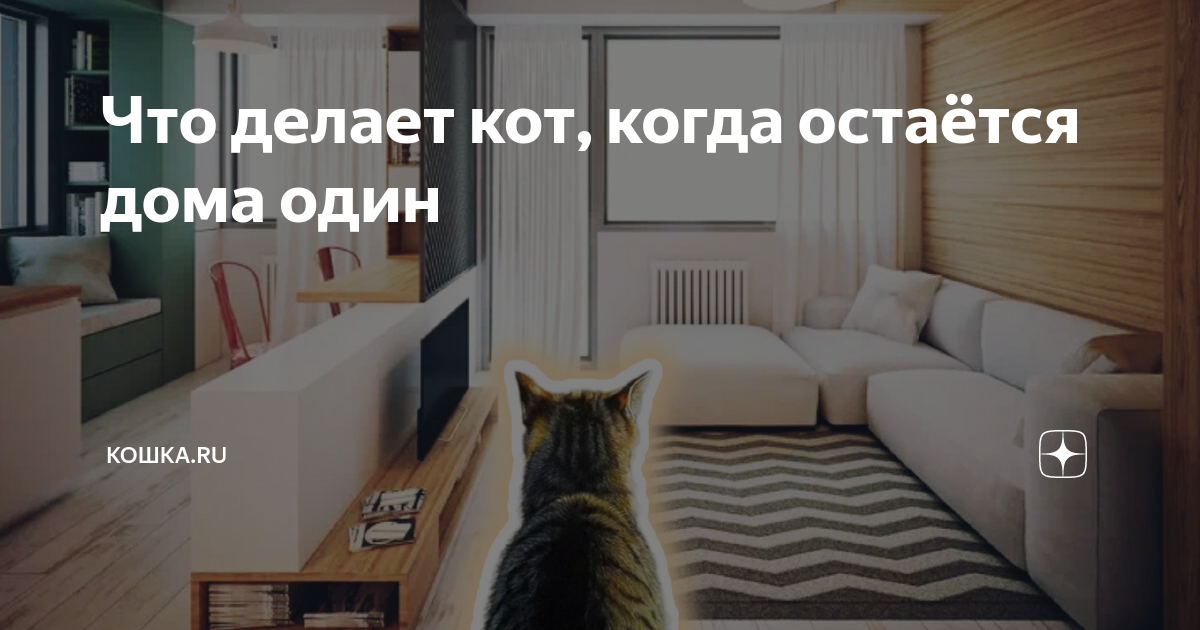 Что делает кошка, когда остаётся дома одна? | WHISKAS®