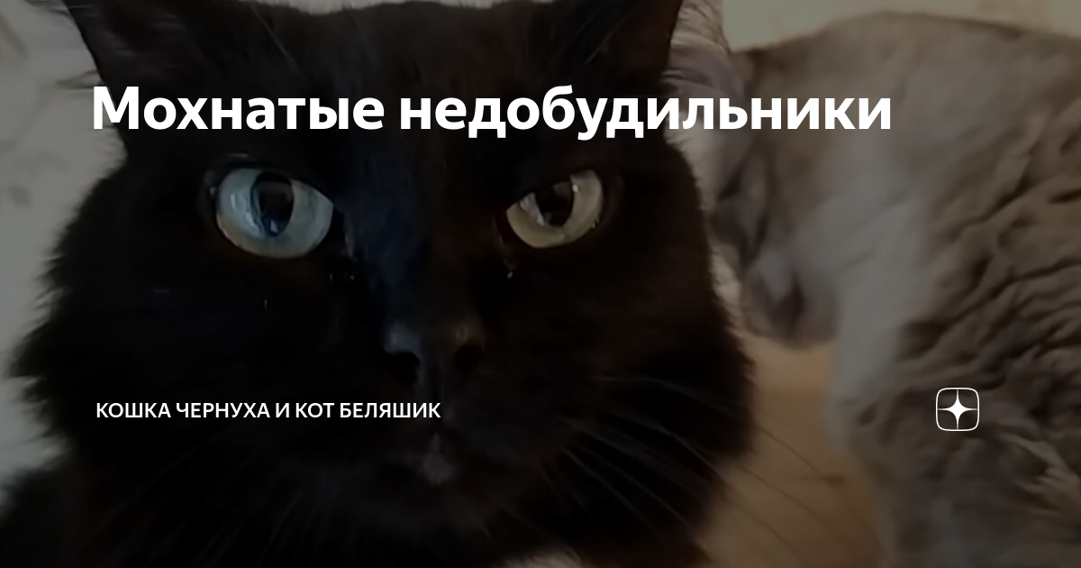 Кошка чернуха и кот беляшик дзен. Чернуха и беляшик. Кошка чернуха и беляшик дзен. Кошка чернуха и беляшик дзен. Кошка чернуха и кот беляшик.