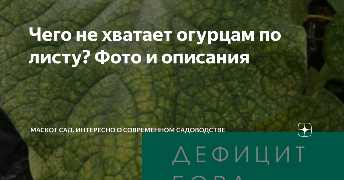 Чего не хватает огурцам по листу. Чего не хватает огурцам. Чего не хватает огурцам по листу с фото.