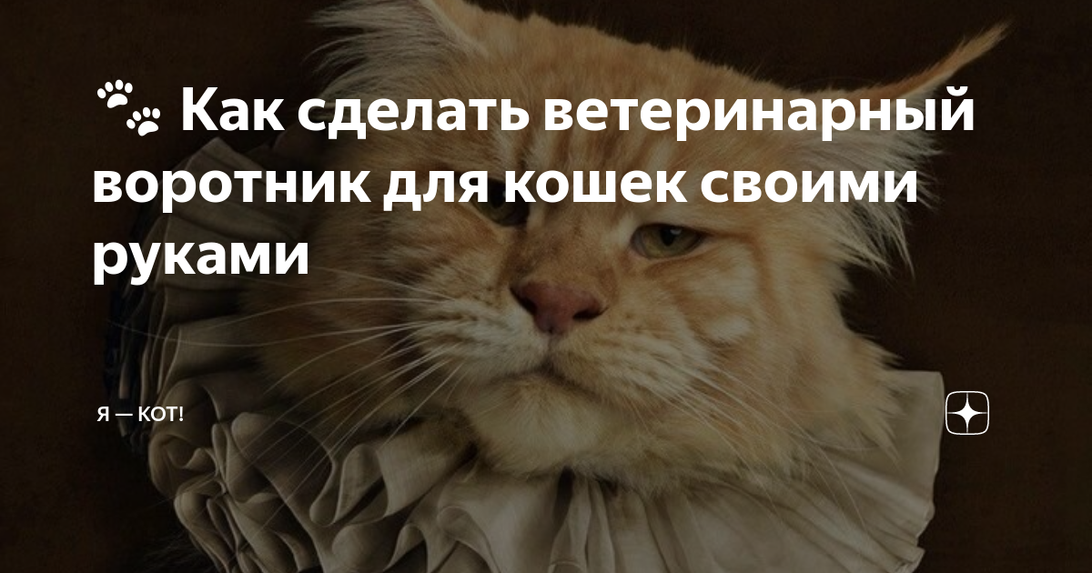 Ворот для кота. Способы изготовления защитного приспособления своими руками и правила использования