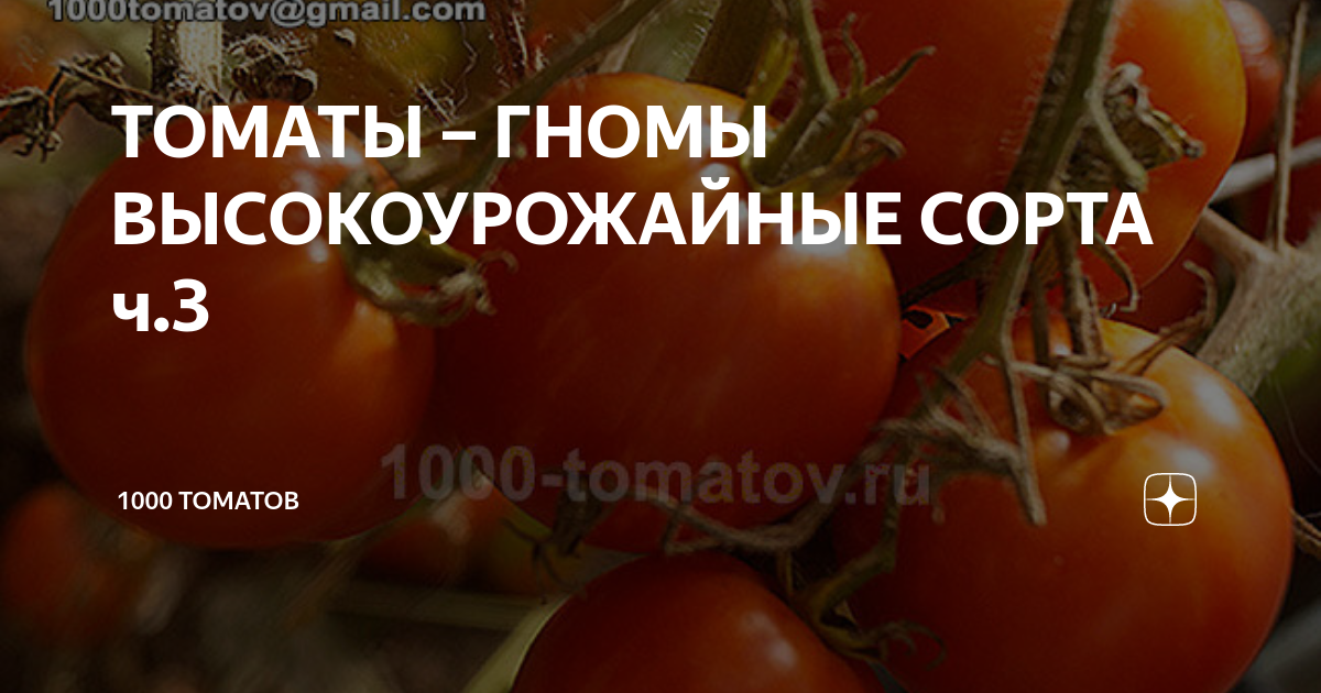 ТОМАТЫ – ГНОМЫ ВЫСОКОУРОЖАЙНЫЕ СОРТА ч.3 | 1000 томатов | Дзен