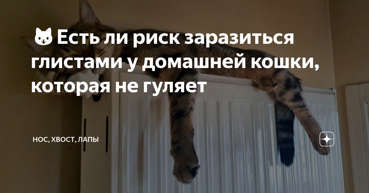 🐱Есть ли риск заразиться глистами у домашней кошки, которая не гуляет ...