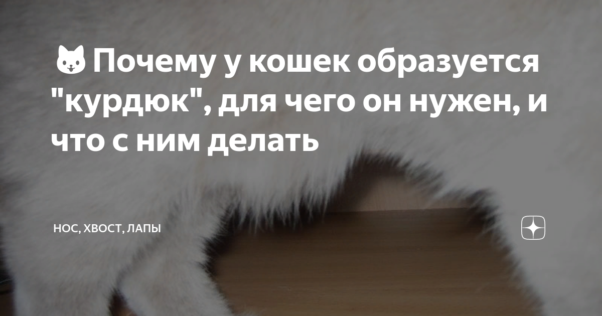 🐱Почему у кошек образуется 