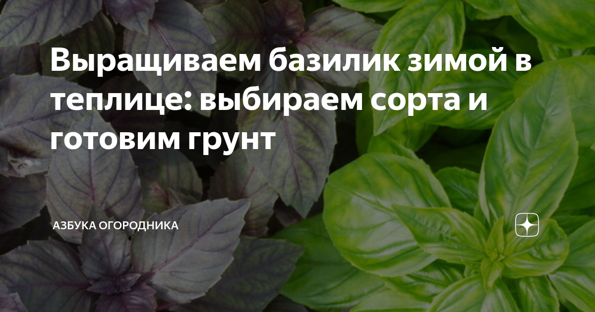 Можно сажать базилик под зиму. Базилик рассада. базилик витамины. базилик чем полезен для организма.