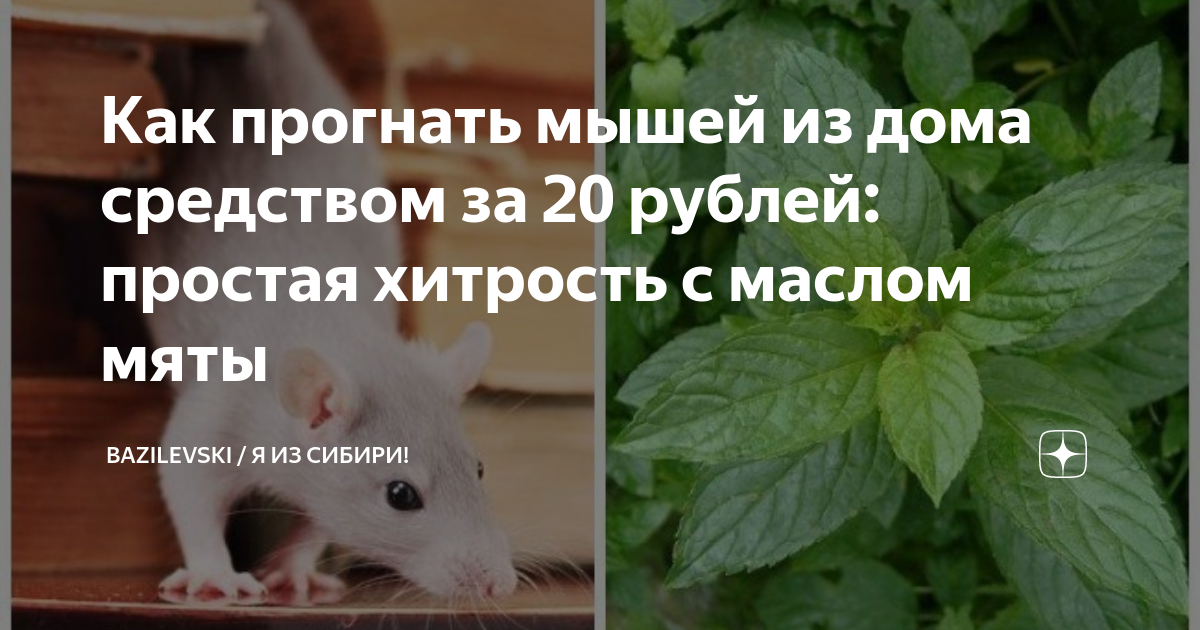 Как прогнать питомца. Как отогнать мышей. опивень как прогнать. как прогнать гостей из дома.