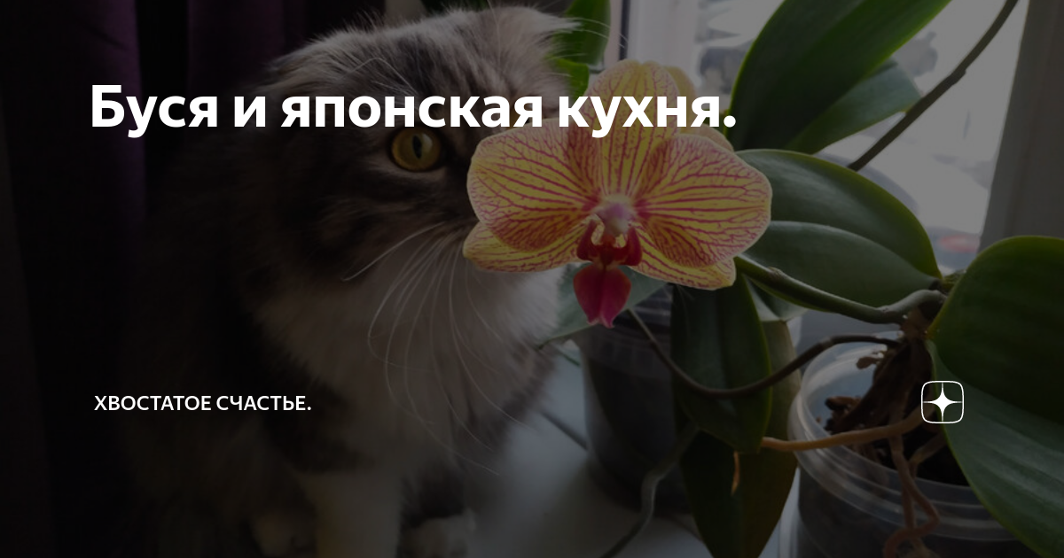 Про бусю и баню дзен хвостатое счастье. Хвостатое счастье дзен. Хвостатое счастье дзен баня и Буся.