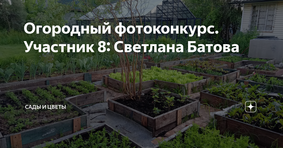Огородный фотоконкурс. Участник 8: Светлана Батова | Сады и цветы | Дзен