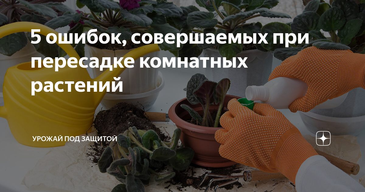 5 ошибок, совершаемых при пересадке комнатных растений | Урожай под ...