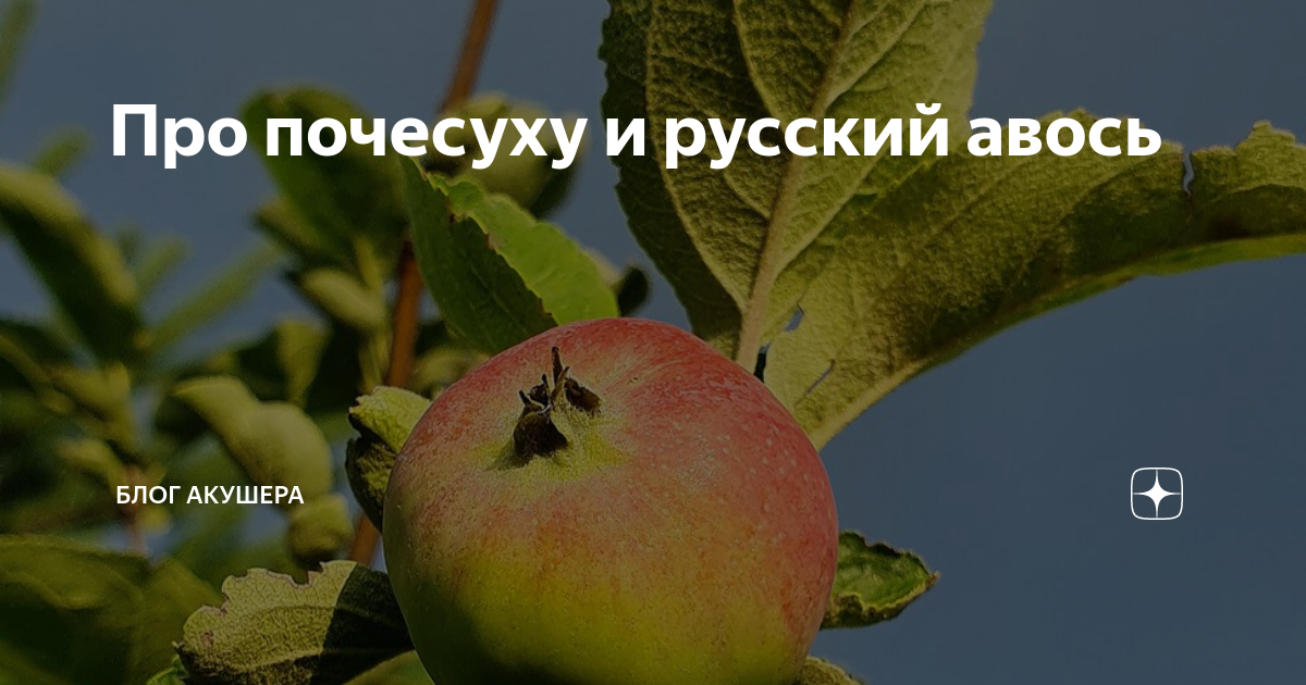 Про почесуху и русский авось | Блог акушера | Дзен
