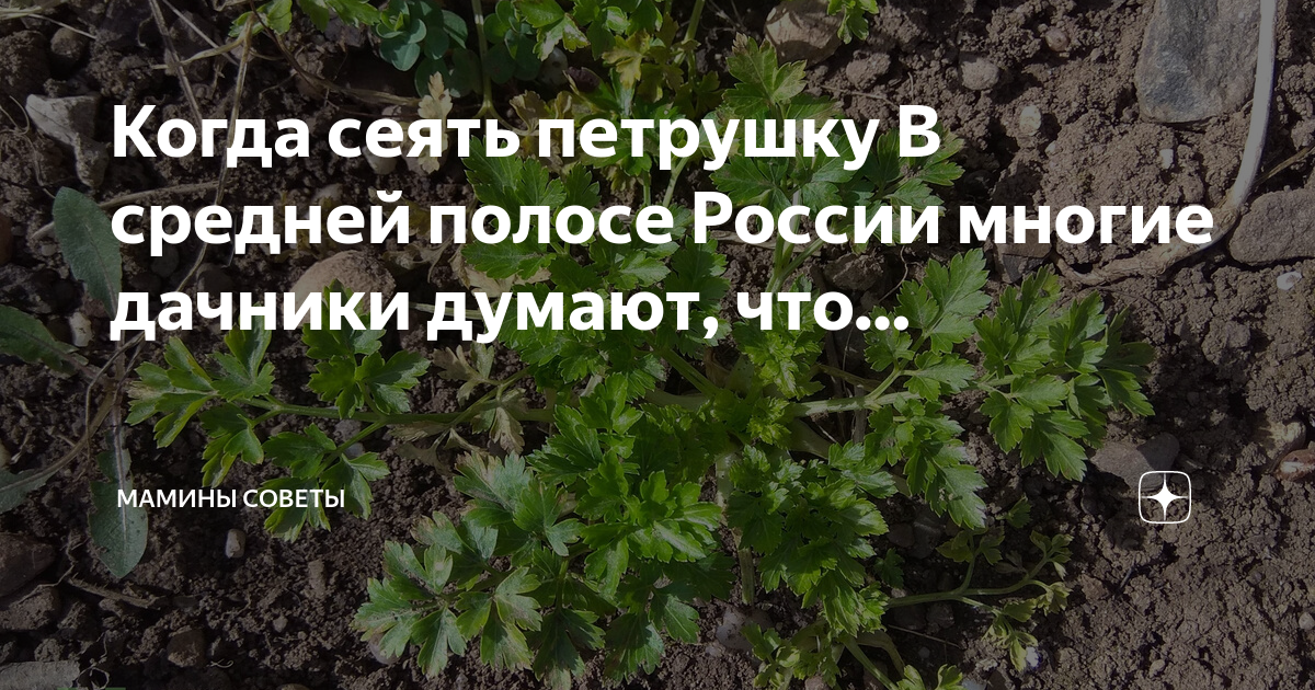 Как всходит петрушка на грядке фото. Схема посадки рукколы в открытый грунт. Всходы петрушки. Петрушка в теплице. Когда садят петрушку.
