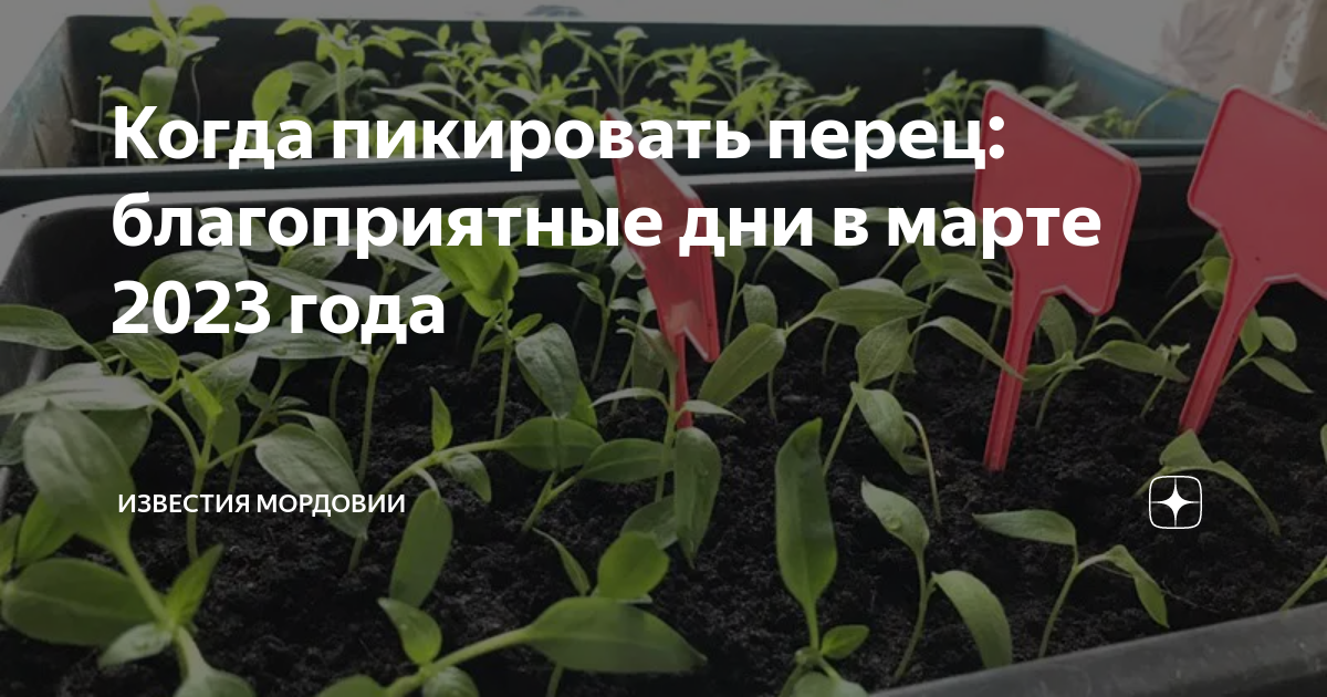 Когда можно пикировать перец по лунному календарю. Пикировка перца в марте. Благоприятные дни для пикировки томатов. Пикировка рассады в марте 2023. Благоприятный день пикировать перец