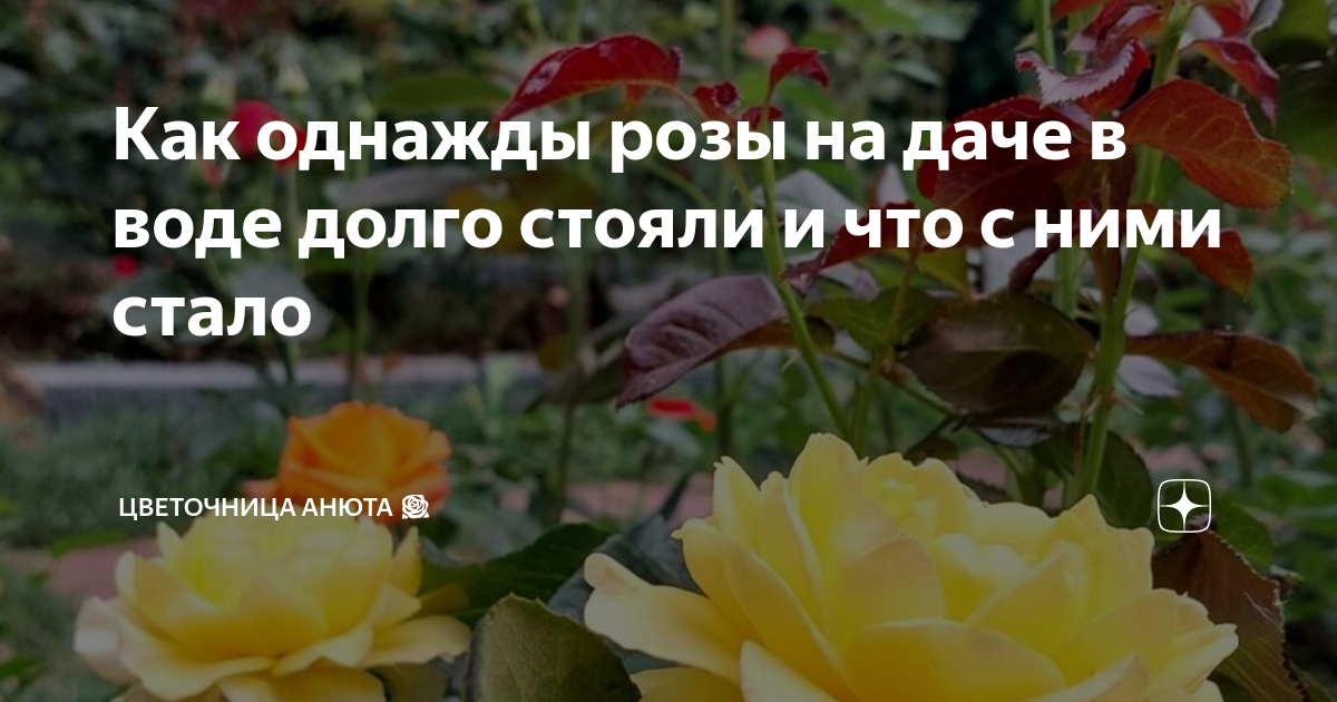 Цветочница анюта розы последняя. Цветочница анюта шпаргалки. Цветочница анюта последнее. Цветочница анюта розы дзен шпаргалка последняя. Цветочница анюта дзен розы последнее.