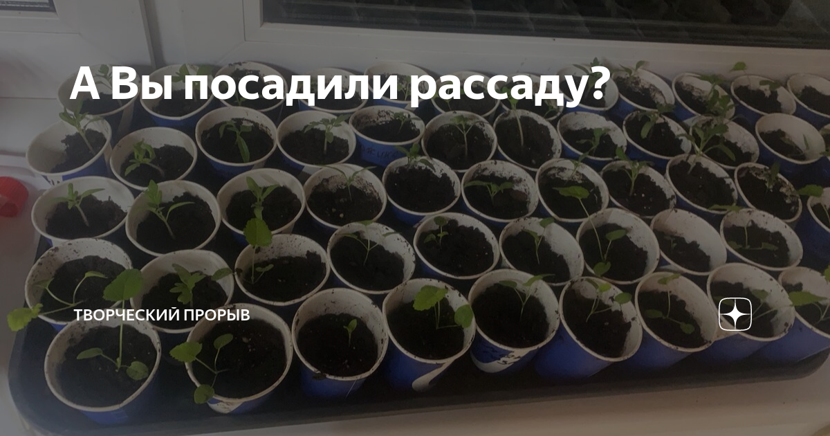 Прорыв дзен. Рассада. Выращивать цветы. Фиолетовый цветок рассадой. Всходы цветов.