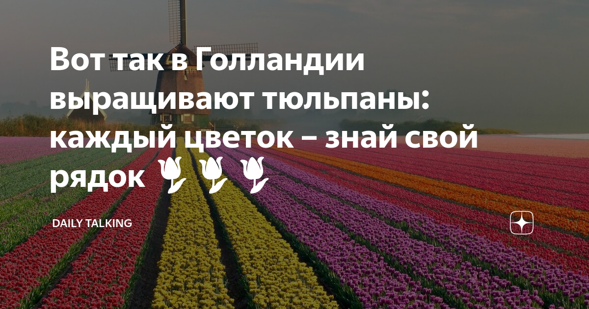 Где растет тюльпан в какой зоне. Петунии краснодар парк галицкого. масштаб личности. когда вырастают тюльпаны.