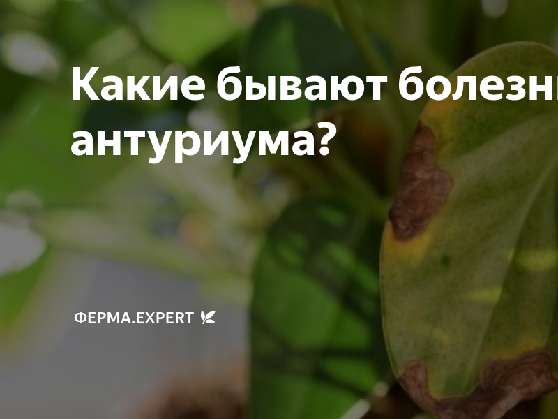 Какие бывают болезни у антуриума? | Ферма.expert 🌿 | Дзен