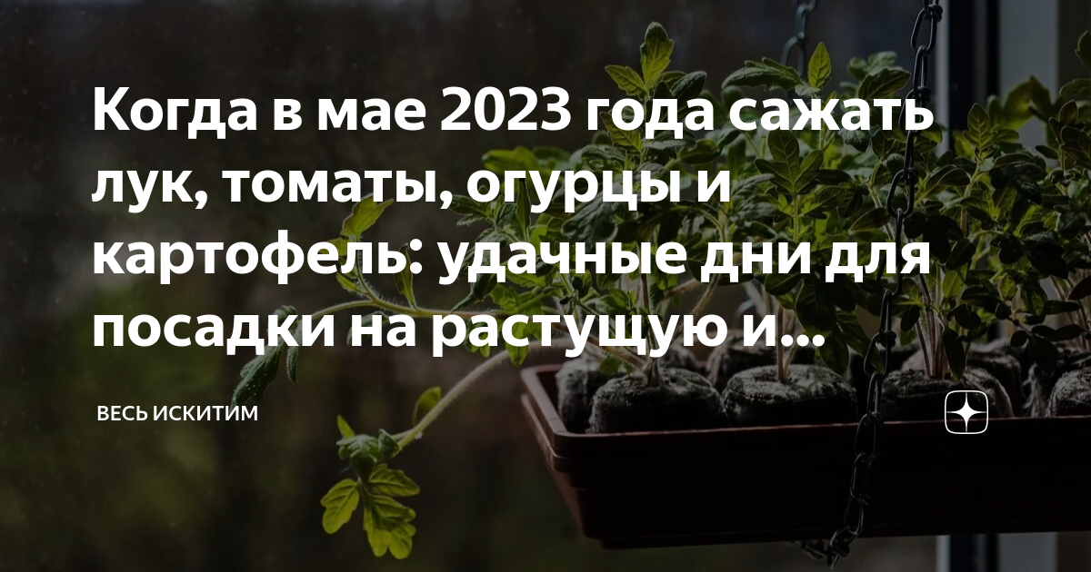 Пересадка цветов 2023