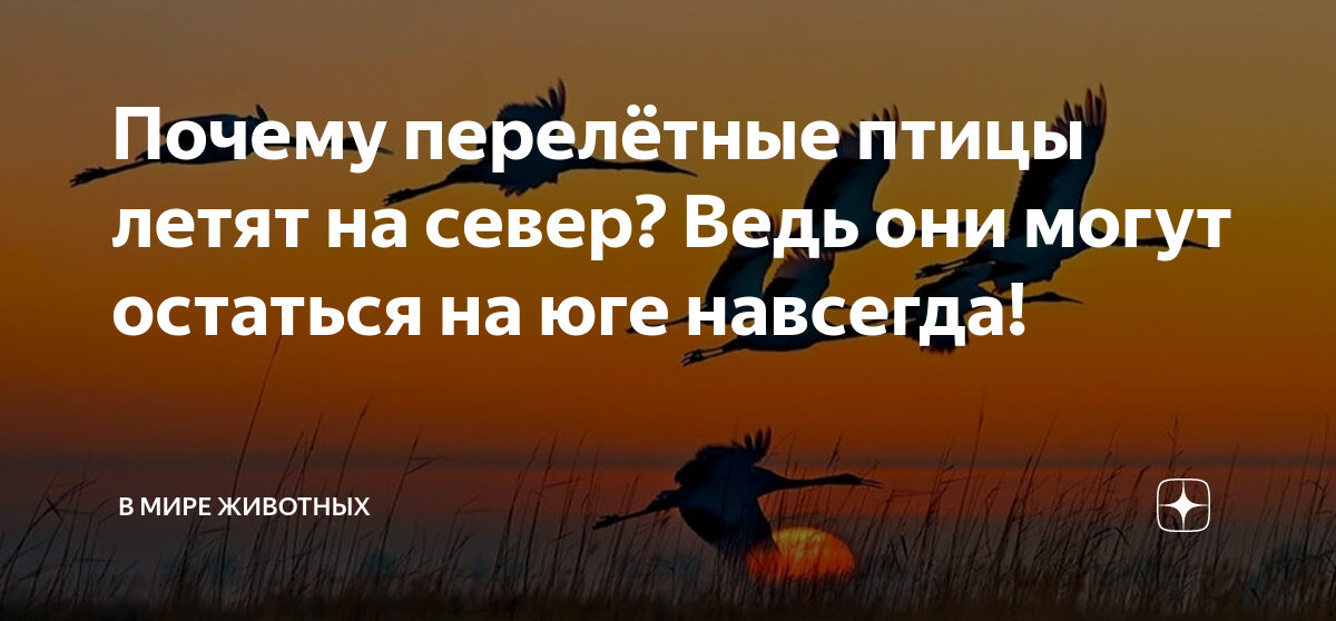 почему люди не летают как птицы откуда