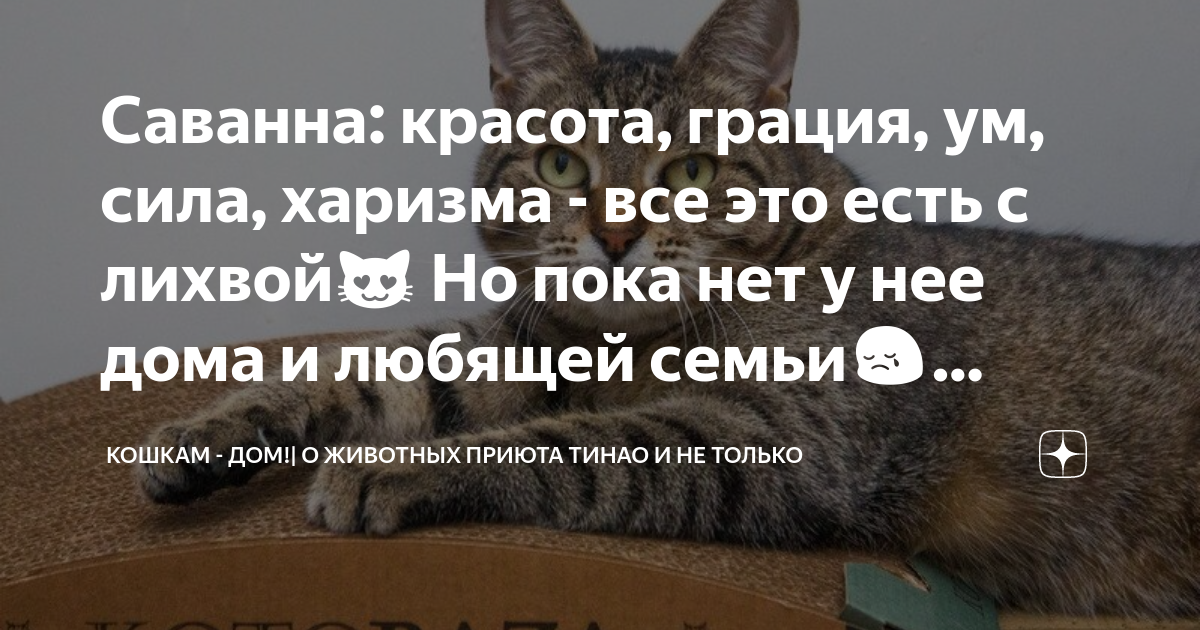 Саванна: красота, грация, ум, сила, харизма - все это есть с лихвой?? Но ...