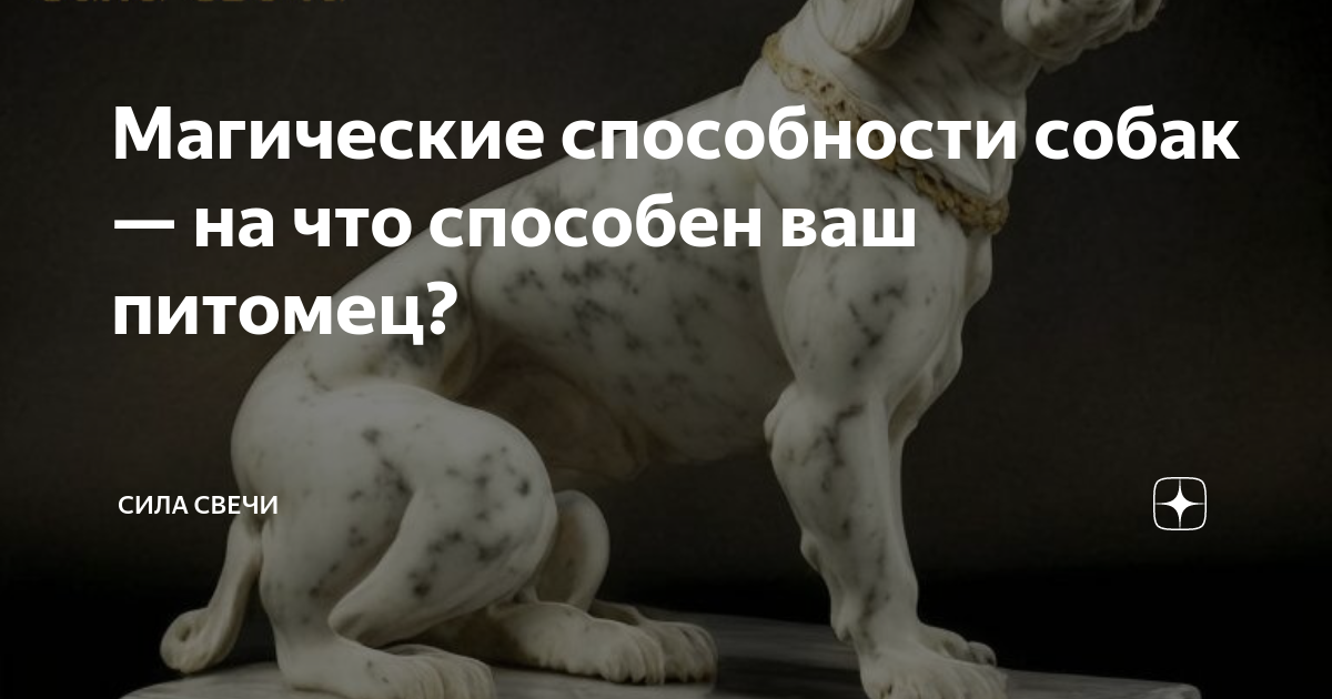 Собака введение. Потеря навыка у собак