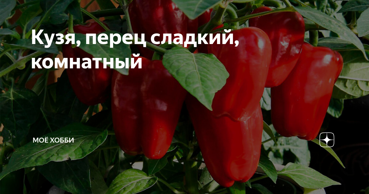 День девятый. Собираю урожай кресс-салата