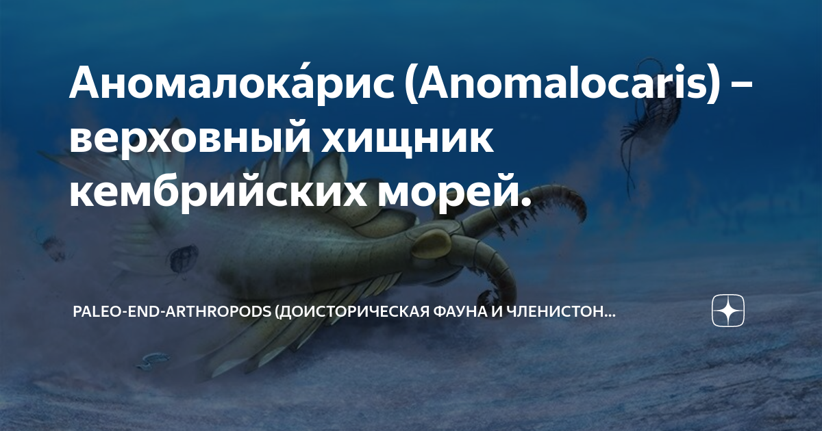 Аномалока́рис (Anomalocaris) – верховный хищник кембрийских морей ...