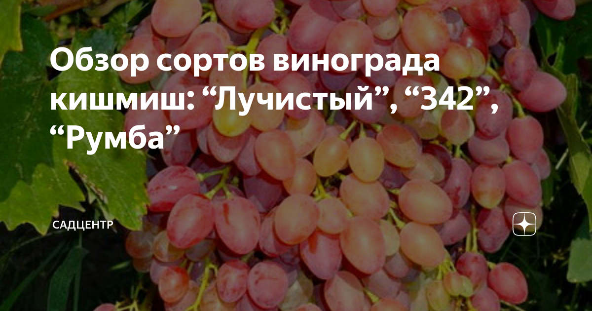 Виноград сша описание сорта