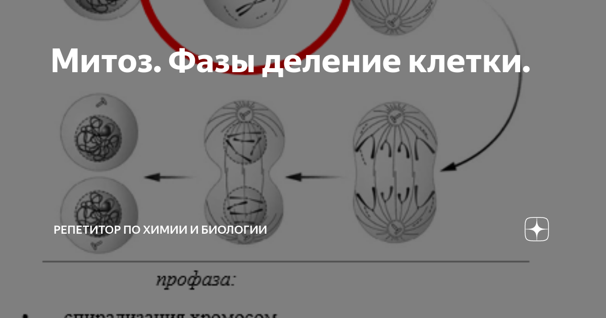 Значение процесса деления клетки
