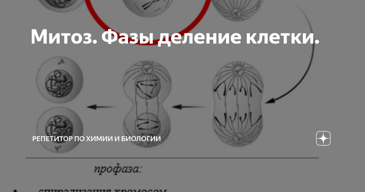 Биологический смысл деления клетки