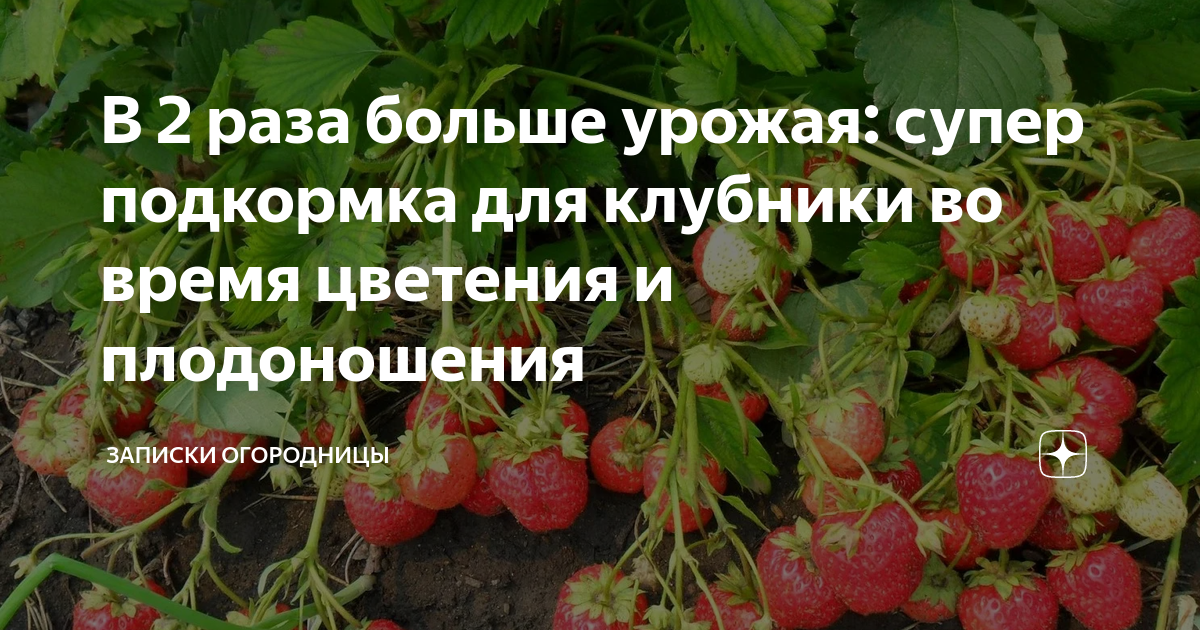 Чем подкормить клубнику во время плодоношения. Подкормка клубники во время плодоношения. Вес ягоды клубники. Подкормка клубники до цветения. Клубника не плодоносит.