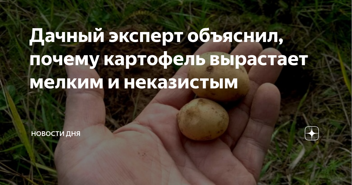 Дачный эксперт объяснил, почему картофель вырастает мелким и неказистым ...
